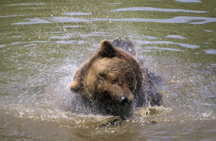 Framed Print : Brown Bear Print - Ursus Arctos in Bath Framed Print : Brown Bear Print - Ursus Arctos in Bath