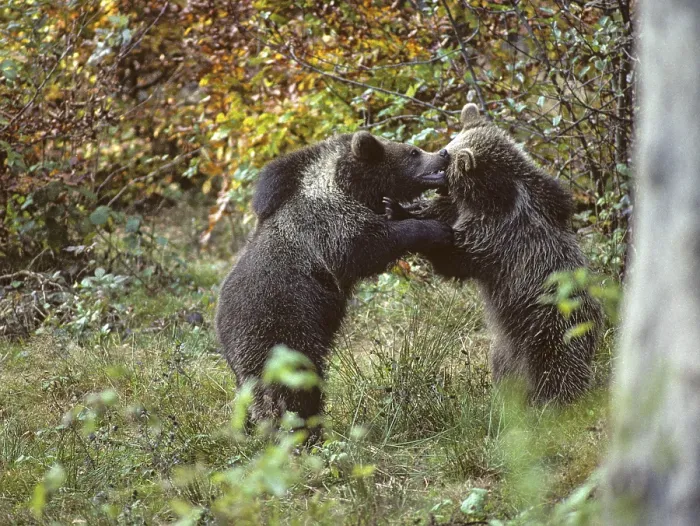 Framed Print : Brown Bear Print - Ursus Arctos Fight Framed Print : Brown Bear Print - Ursus Arctos Fight