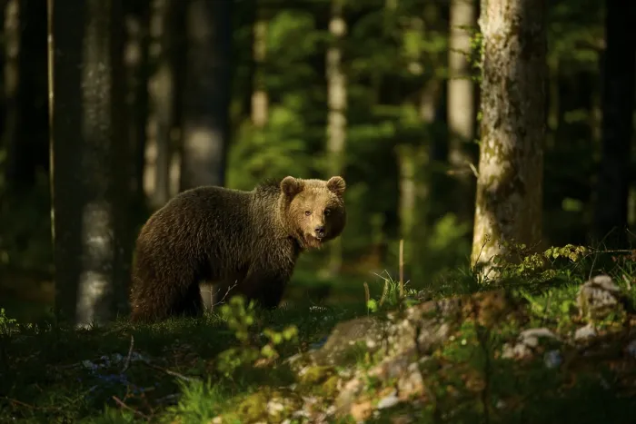Framed Print : European Brown Bear in Sun-Drenched Forest Print Framed Print : European Brown Bear in Sun-Drenched Forest Print