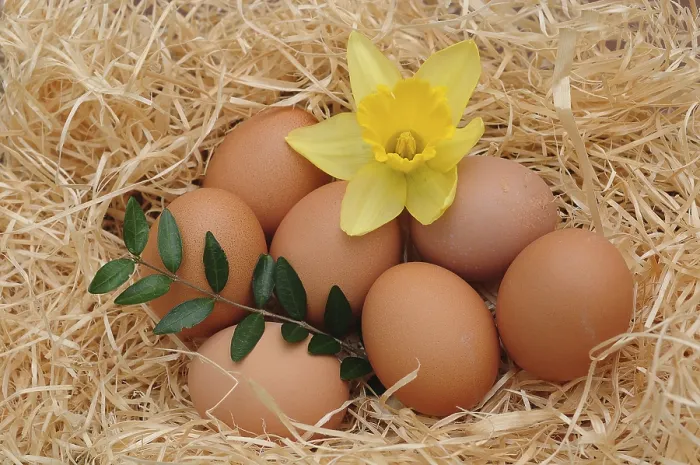Framed Print : Brown Chicken Eggs with Daffodil Easter Print Framed Print : Brown Chicken Eggs with Daffodil Easter Print