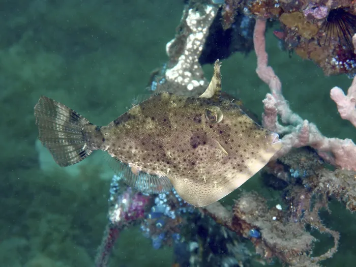 Framed Print : A brown fish with a camouflage pattern Framed Print : A brown fish with a camouflage pattern