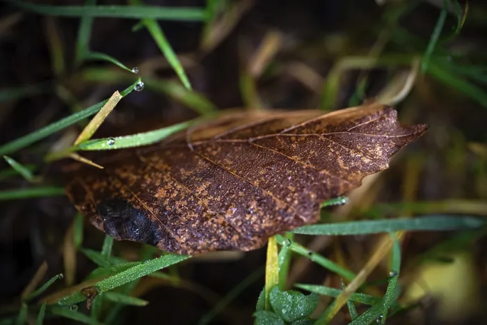 Framed Print : Brown Leaf in the Grass with Raindrops Print