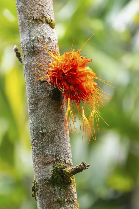 Framed Print : Brownea macrophylla in Bloom Print, El Valle, Colombia Framed Print : Brownea macrophylla in Bloom Print, El Valle, Colombia