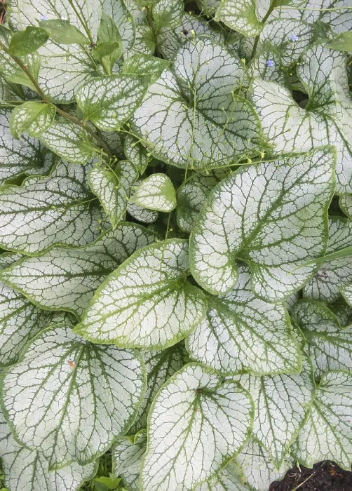 Framed Print : Brunnera Patterned Leaves Garden Print Framed Print : Brunnera Patterned Leaves Garden Print