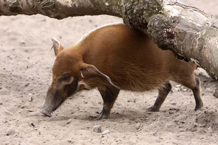 Framed Print : Brush-eared Pig Print