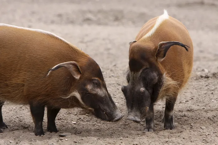 Framed Print : Brush-eared Pigs Print Framed Print : Brush-eared Pigs Print