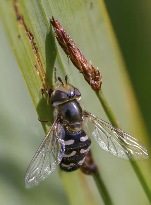 Framed Print : Large-fronted Hoverfly Print Framed Print : Large-fronted Hoverfly Print
