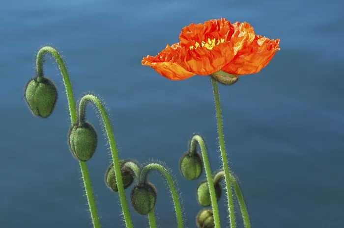 Framed Print : Budding Poppies Print