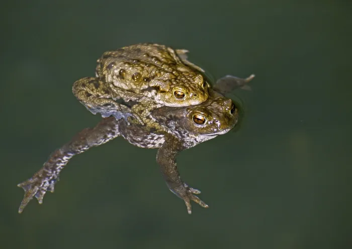 Framed Print : Print of Bufo bufo, Common Toad in Mating Framed Print : Print of Bufo bufo, Common Toad in Mating