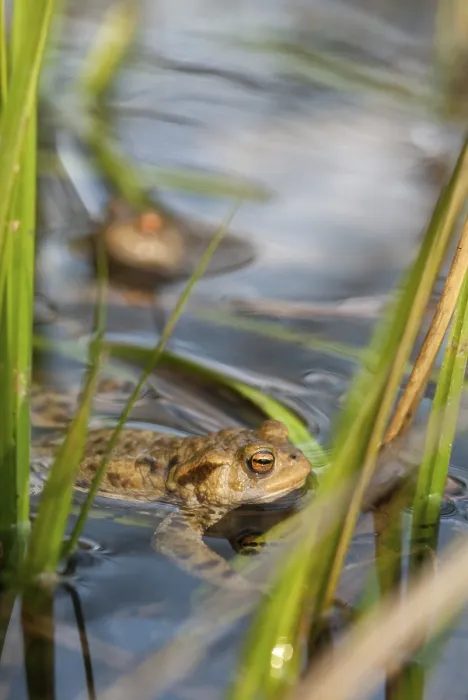 Framed Print : Bufo bufo, Common Toad Print - Portrait