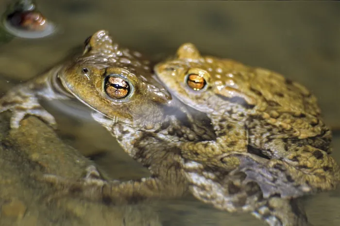 Framed Print : Bufo bufo Print - Common Toad Mating Framed Print : Bufo bufo Print - Common Toad Mating