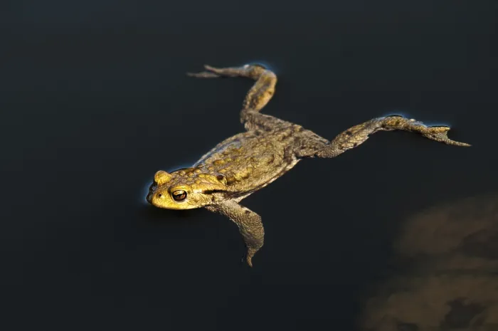 Framed Print : Bufo bufo, Common Toad Print Framed Print : Bufo bufo, Common Toad Print