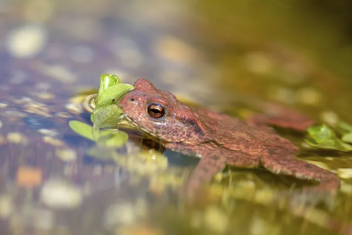 Framed Print : Bufo bufo Print, a photograph of the common toad