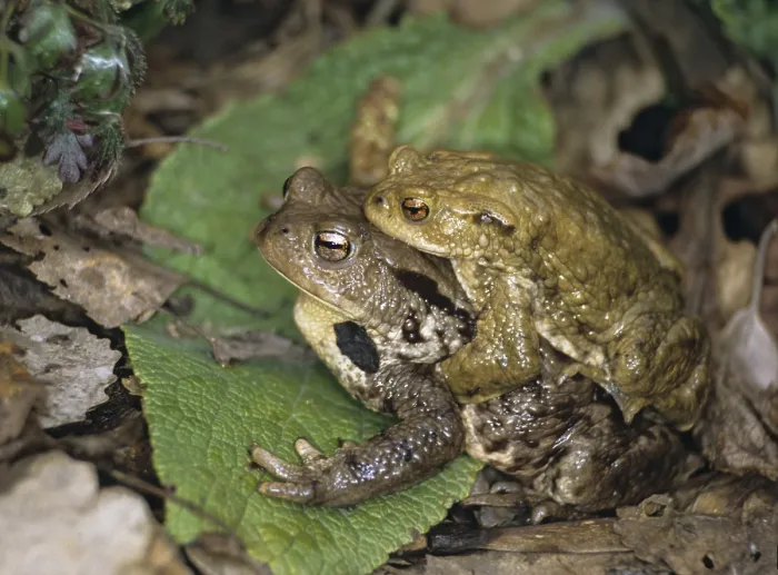 Framed Print : Bufo bufo - Common Toad Print Framed Print : Bufo bufo - Common Toad Print