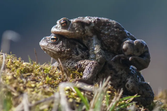 Framed Print : Bufo bufo Print - Common Toad Spawning Migration Framed Print : Bufo bufo Print - Common Toad Spawning Migration