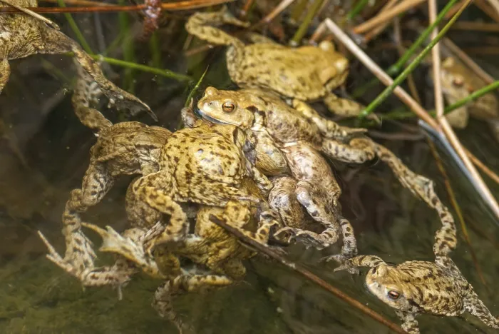 Framed Print : Bufo bufo, Common Toad Print Framed Print : Bufo bufo, Common Toad Print