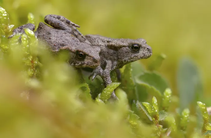 Framed Print : Bufo bufo Print: A Common Toad Framed Print : Bufo bufo Print: A Common Toad