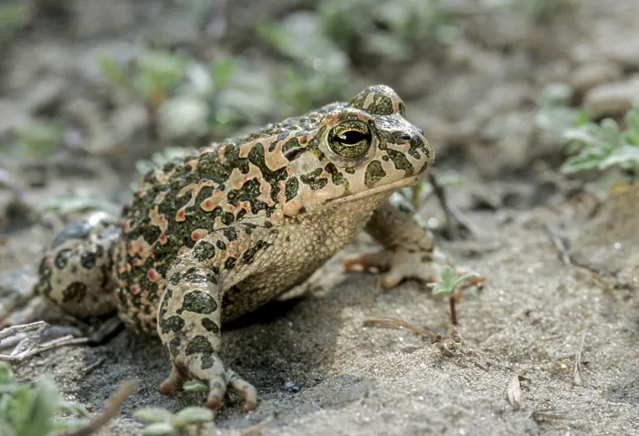 Framed Print : Green Toad Print - Bufotes viridis Framed Print : Green Toad Print - Bufotes viridis