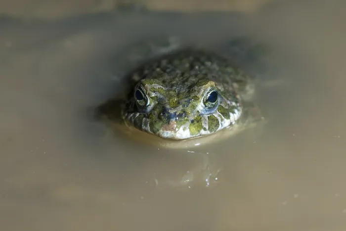 Framed Print : Green Toad Print - Bufotes viridis Framed Print : Green Toad Print - Bufotes viridis