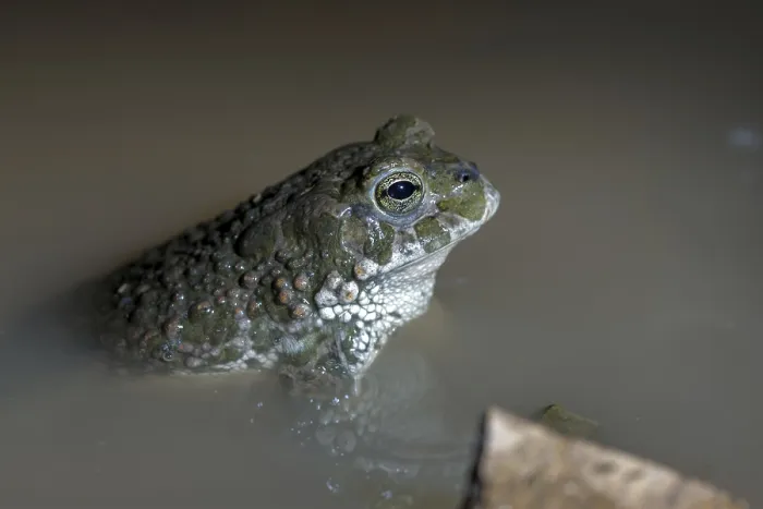 Framed Print : Green Toad Print - Bufotes viridis Framed Print : Green Toad Print - Bufotes viridis