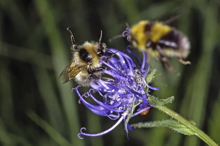 Framed Print : Bumblebee on Devil's Claw Print