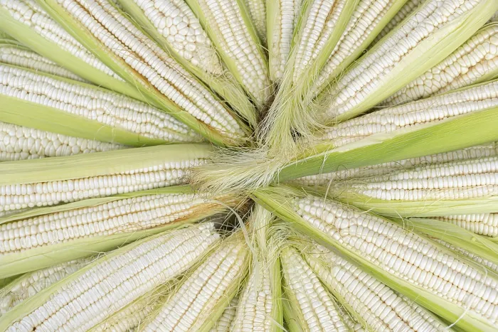 Framed Print : Close-up Print of White and Green Corn Framed Print : Close-up Print of White and Green Corn