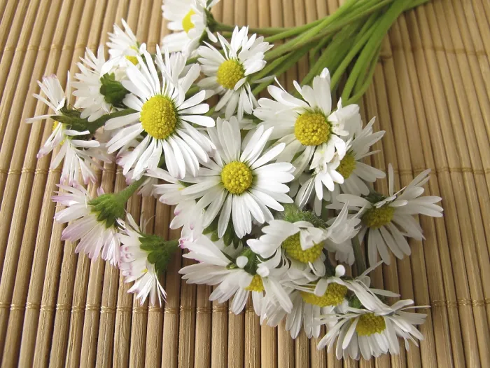 Framed Print : A Bunch of Daisies Print Framed Print : A Bunch of Daisies Print