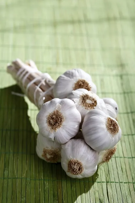 Framed Print : Bunch of Garlic Print Framed Print : Bunch of Garlic Print