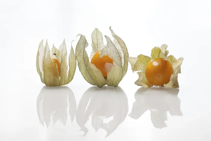 Framed Print : Physalis Bunch Print with Shadow Framed Print : Physalis Bunch Print with Shadow