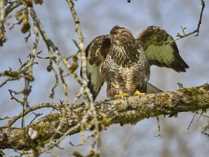 Framed Print : Bussard Print by imageBROKER