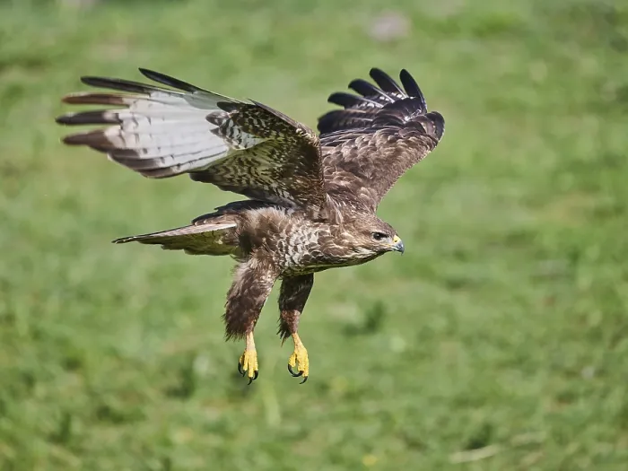 Framed Print : Bussard Print by imageBROKER