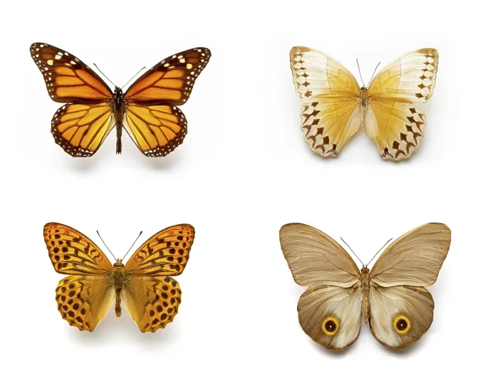Framed Print : Butterflies Butterflies Print Framed Print : Butterflies Butterflies Print