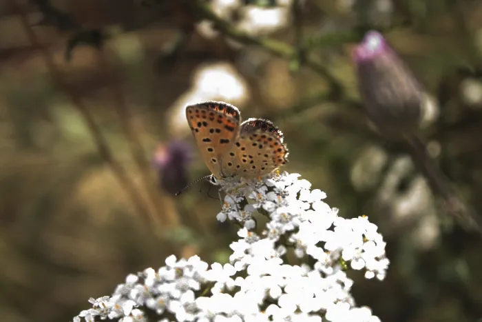 Framed Print : Butterfly Butterfly Print by imageBROKER Framed Print : Butterfly Butterfly Print by imageBROKER