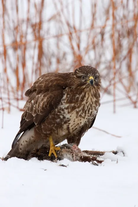 Framed Print : Birds of Prey: Buzzard Print Framed Print : Birds of Prey: Buzzard Print