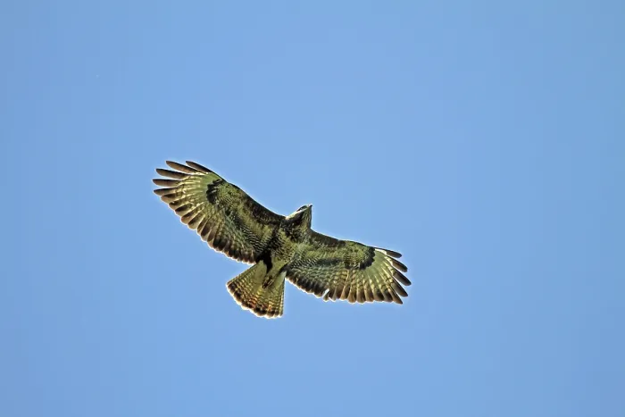 Framed Print : Buzzard in Flight Print, Arnsberg, Germany Framed Print : Buzzard in Flight Print, Arnsberg, Germany