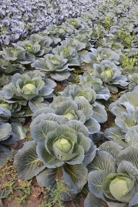 Framed Print : Cabbage in a Field Print