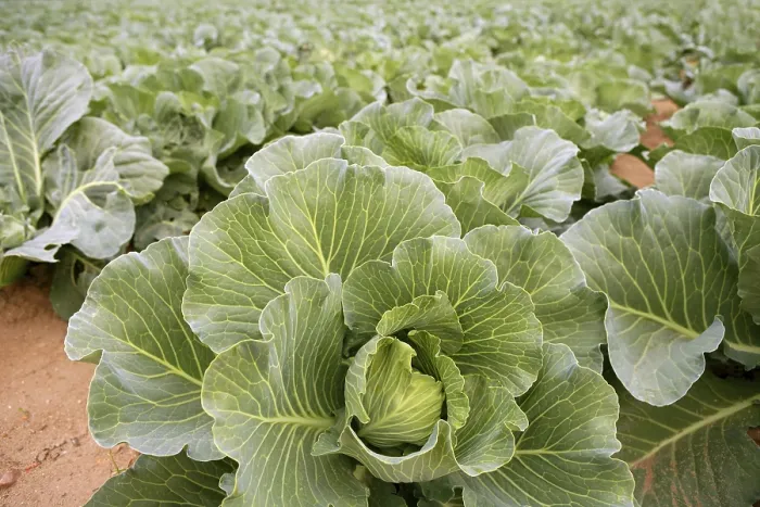 Framed Print : Cabbage Fields in Spain Print