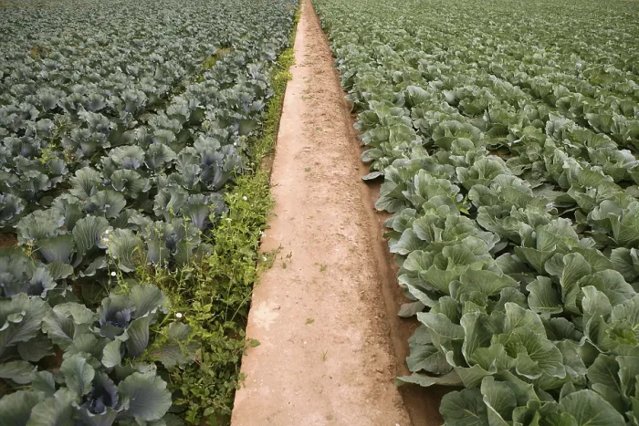 Framed Print : Cabbage Fields in Spain Print Framed Print : Cabbage Fields in Spain Print