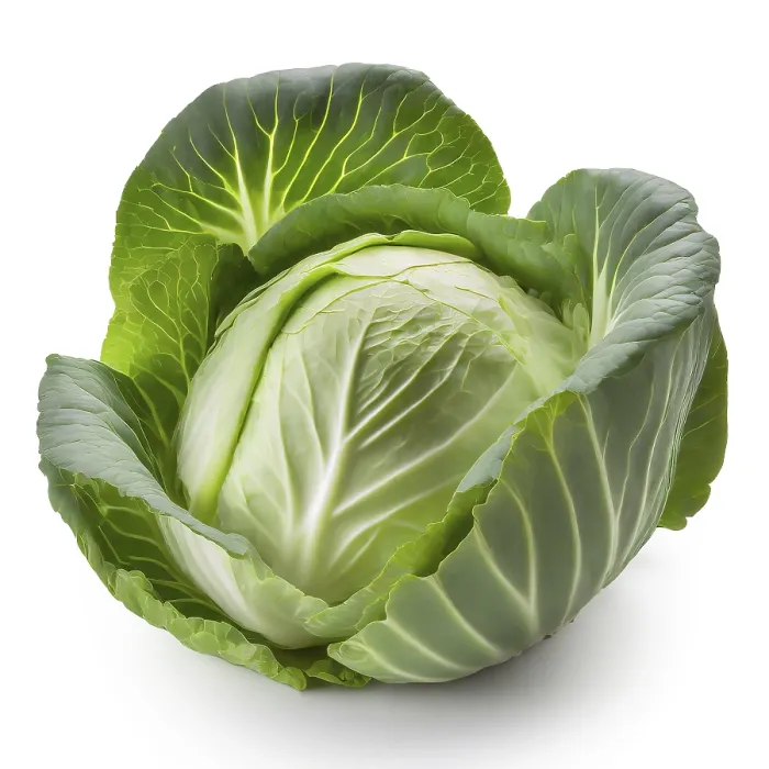 Framed Print : Cabbage Print on White Background Framed Print : Cabbage Print on White Background