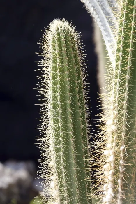 Framed Print : Cactus Print Framed Print : Cactus Print