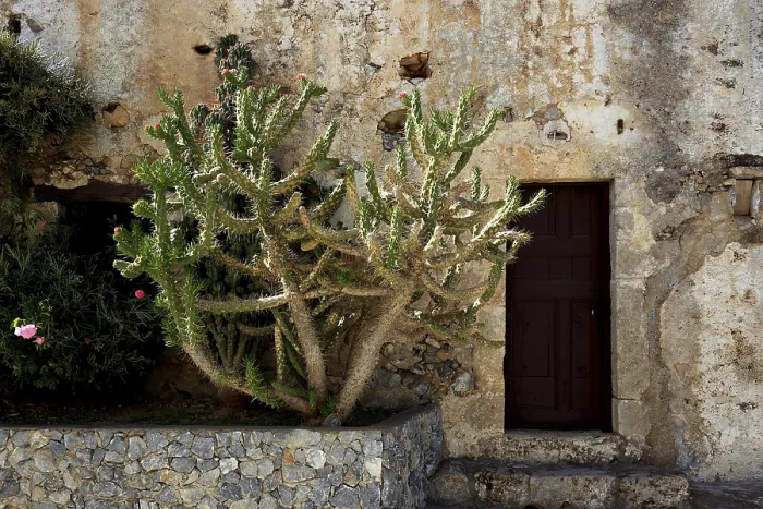 Framed Print : Cactus in Preveli Monastery Complex Print, Crete, Greece Framed Print : Cactus in Preveli Monastery Complex Print, Crete, Greece