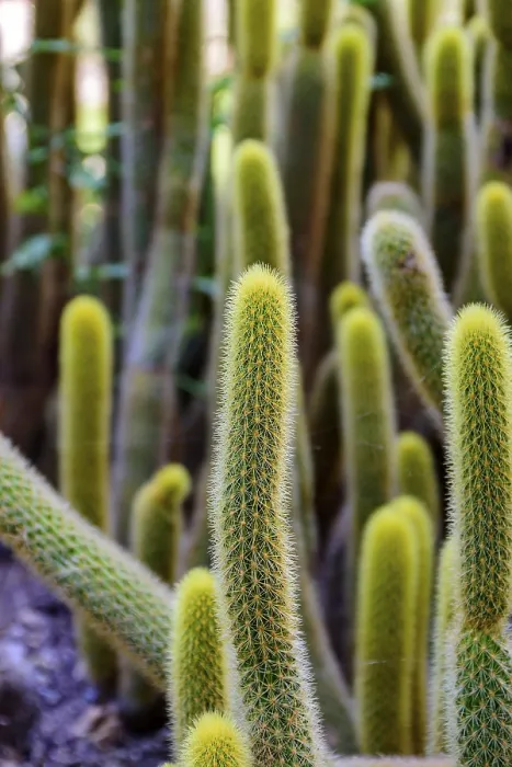 Framed Print : Detail of Cactus Print with Thorns and Textures