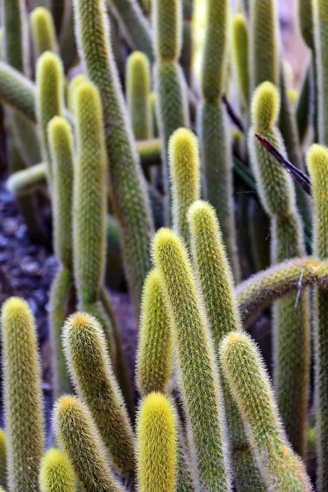 Framed Print : Detail of Cactus Print with Thorns and Textures