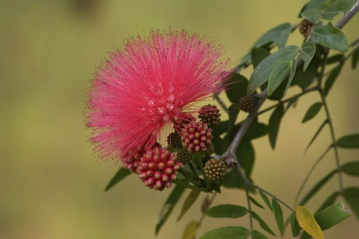 Framed Print : Calliandra Print - Tropical Flower Image