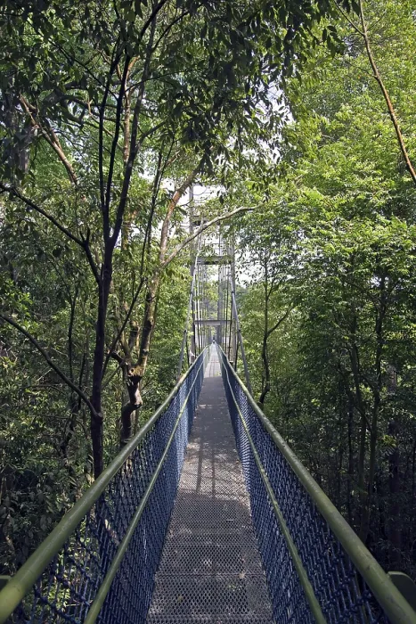 Framed Print : Rainforest Canopy Walk Print Framed Print : Rainforest Canopy Walk Print