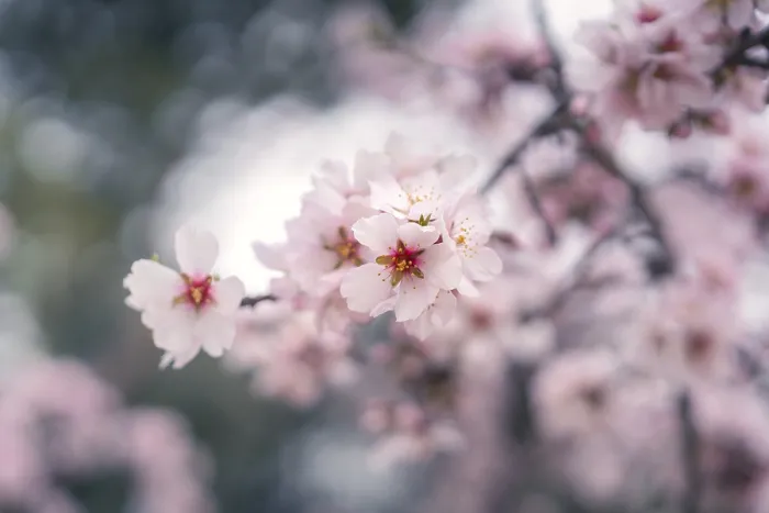Framed Print : Captivating Cherry Blossom Print: Springtime Beauty Framed Print : Captivating Cherry Blossom Print: Springtime Beauty