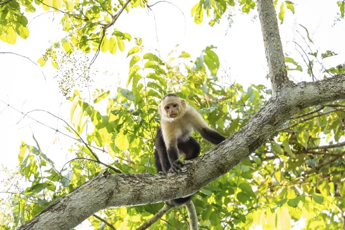Framed Print : Capuchin Monkey on Tree Branch Print, Costa Rica Framed Print : Capuchin Monkey on Tree Branch Print, Costa Rica