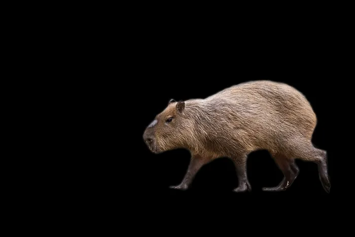 Framed Print : Capybara in the Run Print on Black Background Framed Print : Capybara in the Run Print on Black Background
