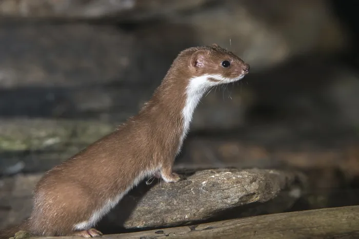 Framed Print : Least Weasel Print, Mustela Nivalis Framed Print : Least Weasel Print, Mustela Nivalis