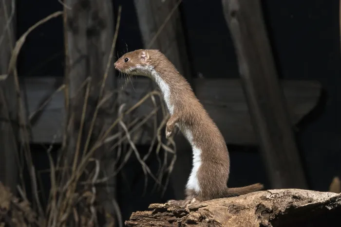 Framed Print : Least Weasel Print, Mustela Nivalis Framed Print : Least Weasel Print, Mustela Nivalis
